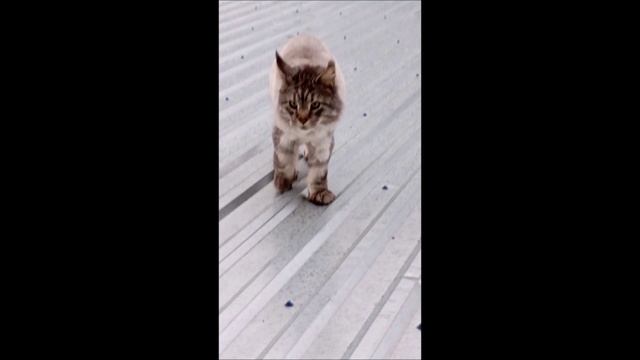 Кот. Кос