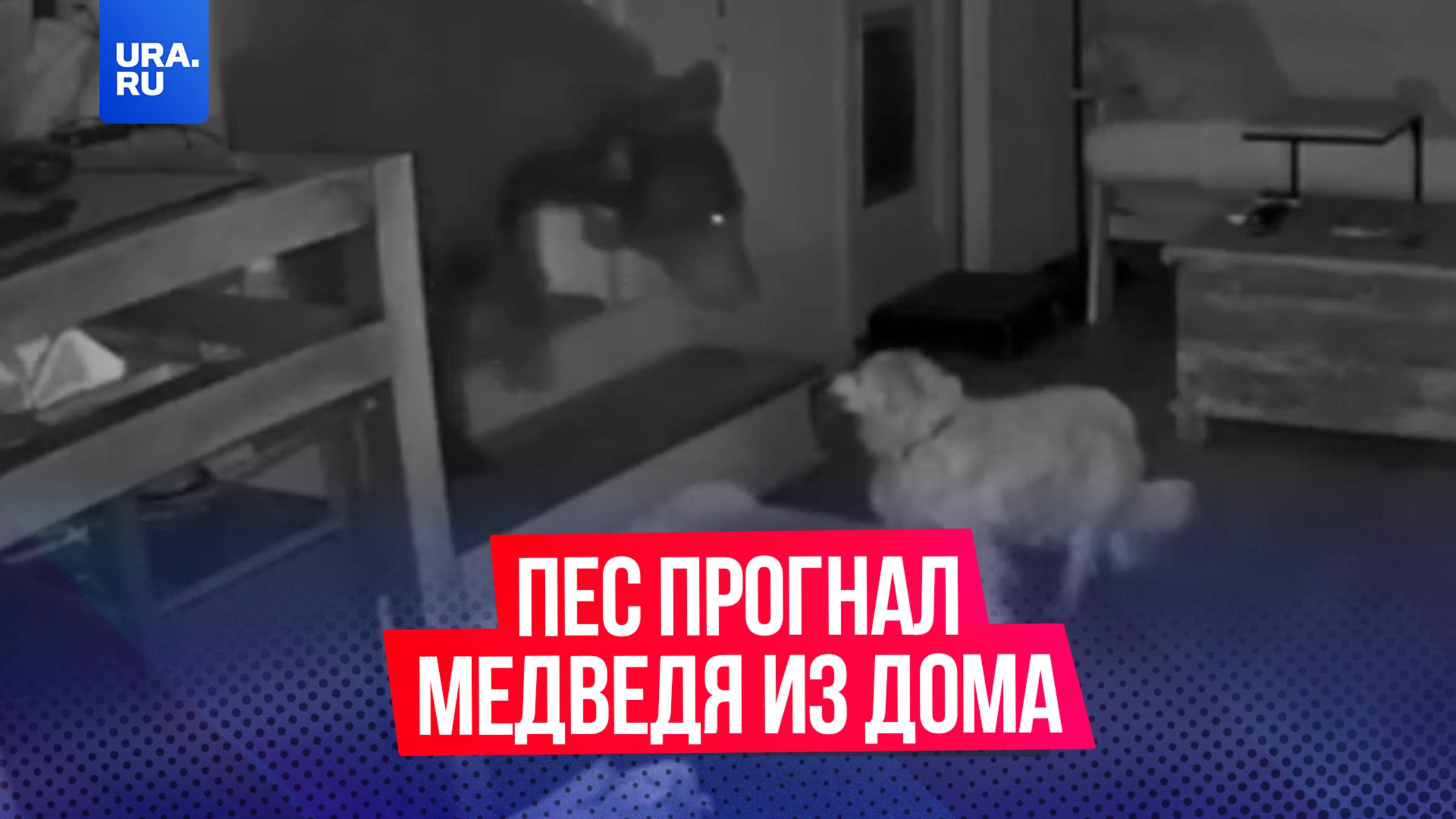 Маленькая собака взялась прогонять медведя, который ночью забрался в дом в США