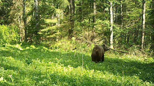 Медведи видео фотоловушки.