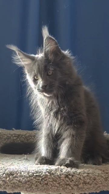 Котенок Мейн Кун, 3 месяца