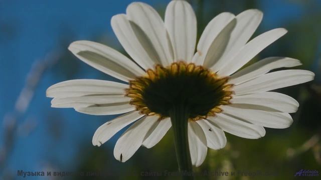 Музыка наполняет жизнь красками под эти виды - Your Teasing Potentials -- The Agrarians -- Hey, Augu