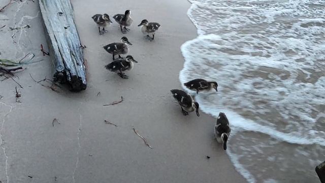 На берегу из кустов ко мне вышли утята 🦆! Маленькие, любопытные 😊. Обское море 🌊, штормит