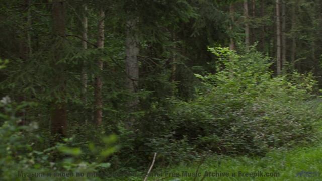 Эта музыка в сочетании с природой сведёт с ума - Reflect -- Evan Schaeffer -- Afterthought