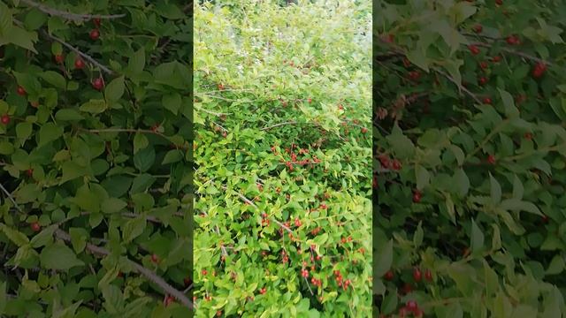 Китайская вишня