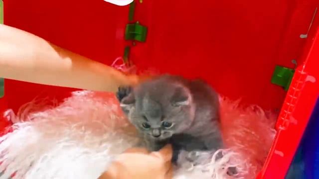 Мисс Кэйти (Miss Katy)  - Кэти и Макс играют с котятами