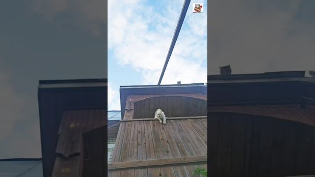 Вербусе видимо не понравился первый прыжок Настюни 😼👎😽