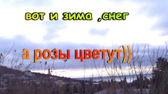 № 907 вот и зима,снег,а розы цветут)))