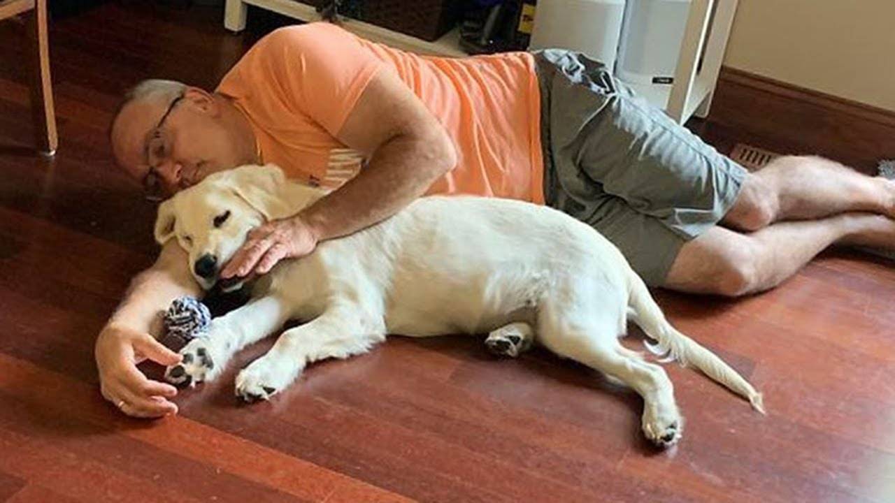 Папы, которые не хотели видеть эту чертову собаку в своей жизни 🤣 Смешная собака и человек