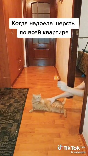 😸