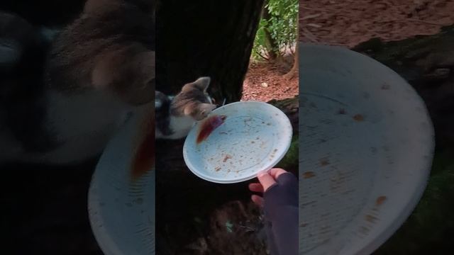 кормим котика