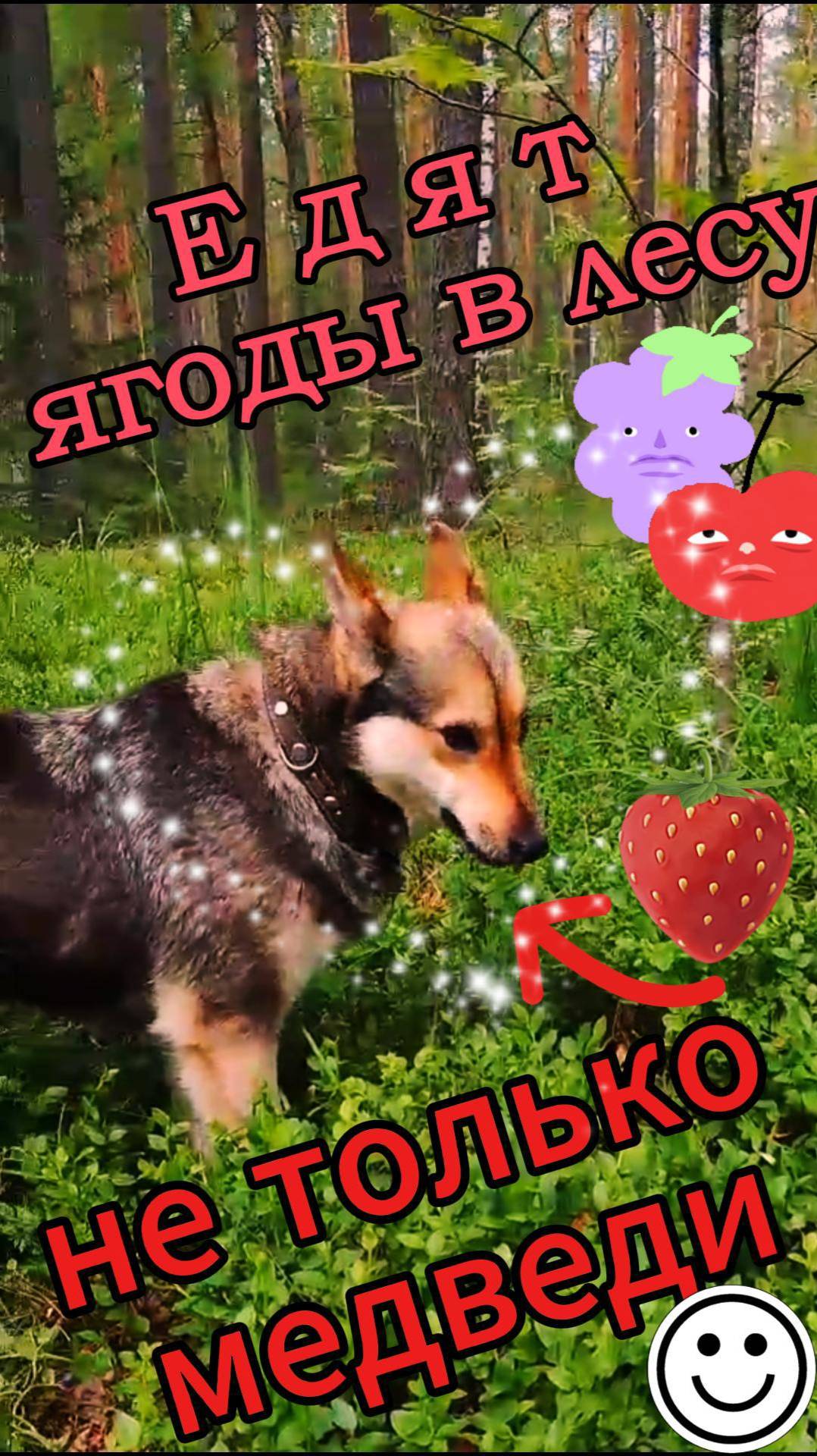 конкурент медведю