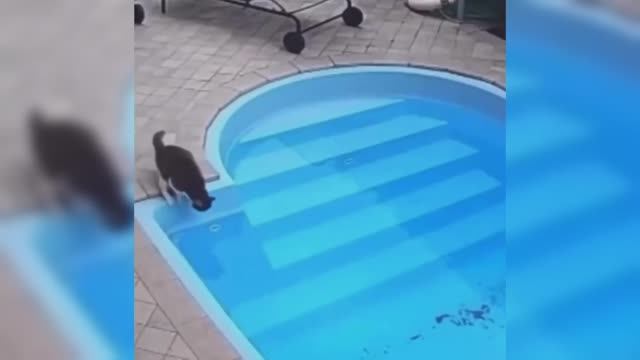 Котейка упал в бассейн