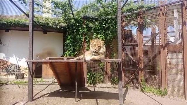 Шерхан на троне 22.06.2025 Видео от опекуна Светланы