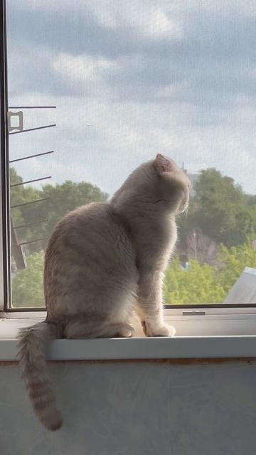 😸🌳🌳