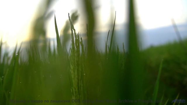 Мелодия, которая звучит как поцелуй под звёздами... - Little Bear - long (ID 780) -- Lobo Loco -- Ro
