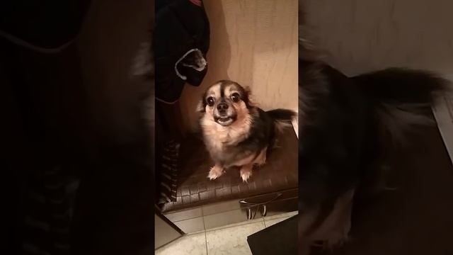 Ах, как хочется гулять...