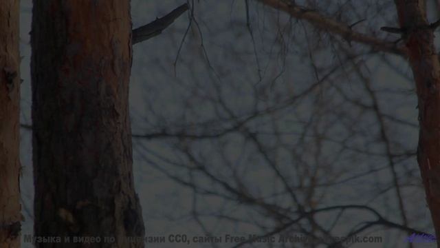 Под эту музыку природа дышит по-новому - Mic feat. Hokuro -- Phillip Gross -- Jupiter