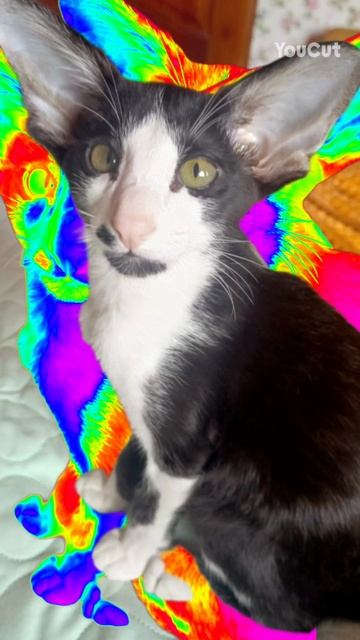 Это мой кот