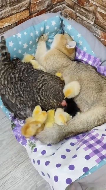 К котику неожиданно пришли гости 🤩🐈😻❤️