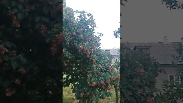 дерево.mp4