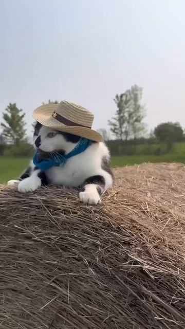 котик ковбой