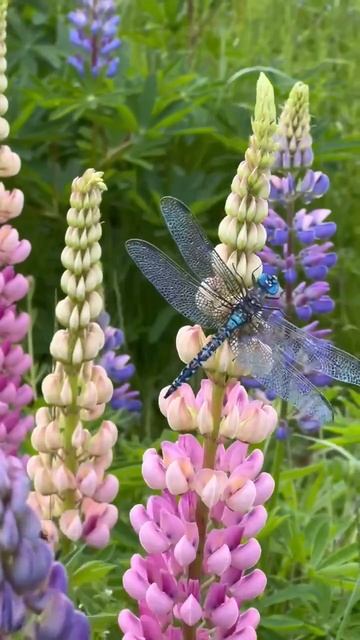 VID_20250622_105353_865.mp4