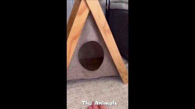 Приколы с животными!