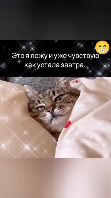 Устала на работе🤗✨️#юмор #кот #музыка