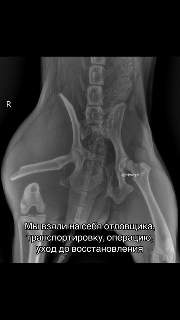 Кусачка. Последнее спасение.