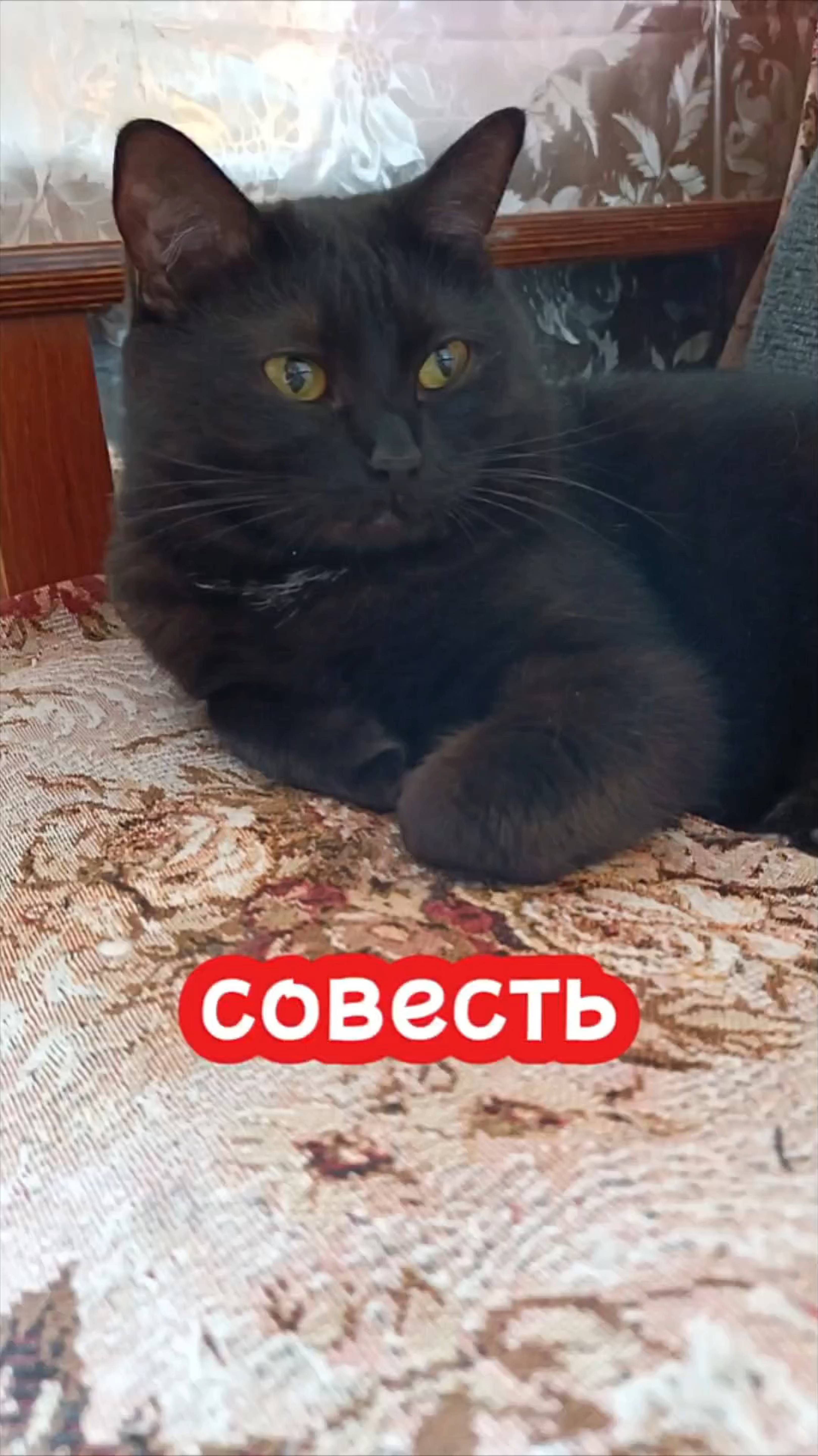 Смешная озвучка кошек.