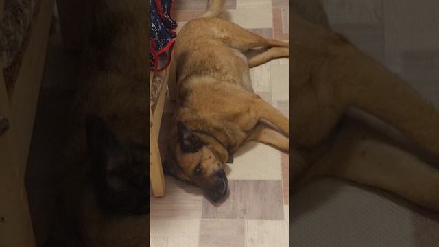 Сварил ужин  , ждем с Рыжиком дочь