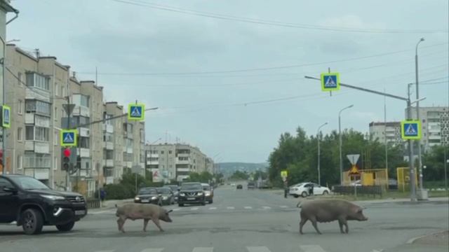 «Свиной апокалипсис» в Свердловской области: жители Ревды требуют очистить город от свиней