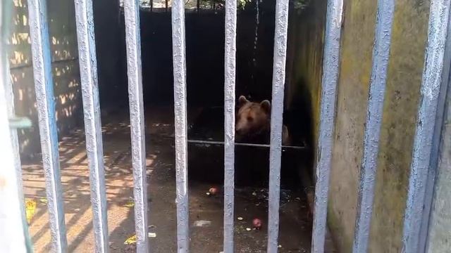 АБХАЗИЯ_2025_СУХУМ_ОТЕЛЬ-МВО-СУХУМ_МЕДВЕДЬ-ПОТАПЫЧ-17ЛЕТ-ПЛАВАЕТ