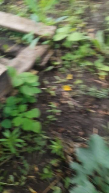 1000045089.mp4Дача 22.06.2025г.