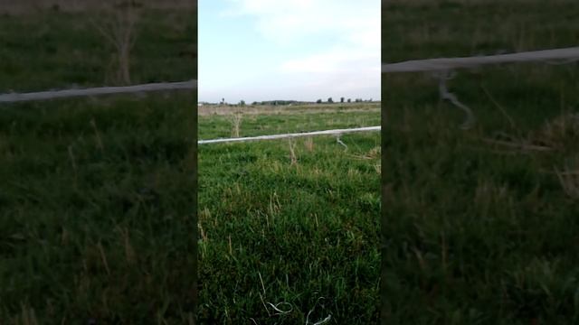 электро пастух,бюджетный вариант