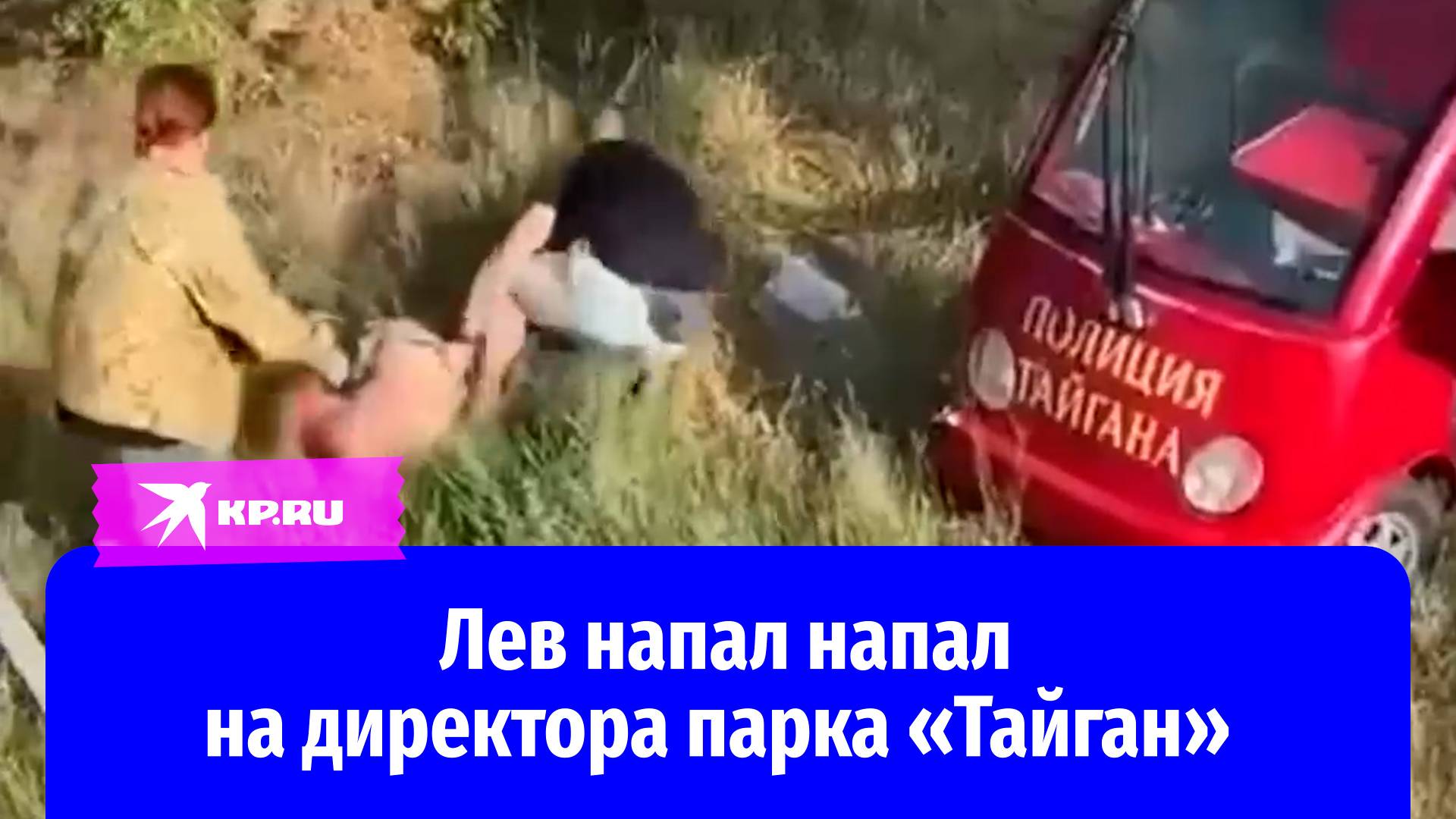 Директор парка «Тайган» Олег Зубков потерял сознание после нападения льва в Крыму