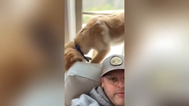 Dogs doing funny things#3- best of the month