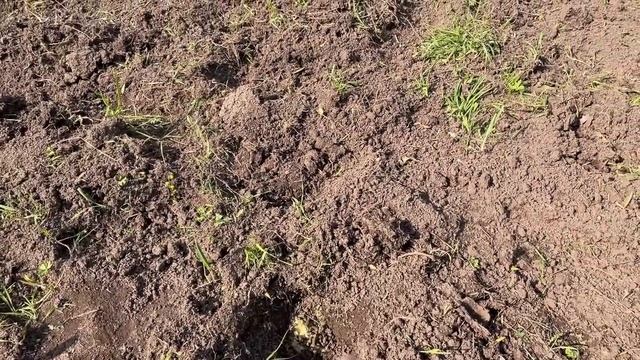 ПОСАДИЛИ КАРТОХУ. Сын привёз на дачу СЮРПРИЗ! Внук _НА ХОЗЯЙСТВЕ_.