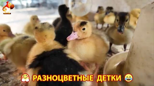 Цыплята и утята милые пушистики растут на радость хозяину (45)