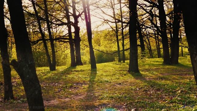 Мелодия, которая заставляет хотеть свернуть на любую неизвестную дорогу - Chippy Tea -- Pudge -- Chi