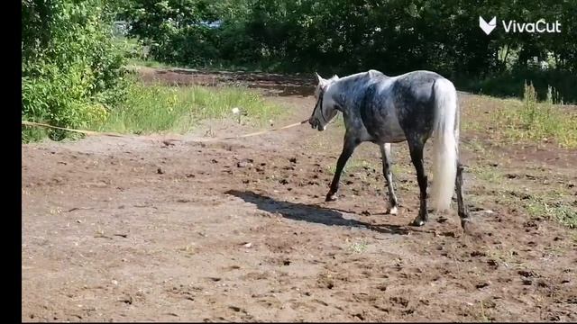 Июнь КСК Идель. 3 .mp4