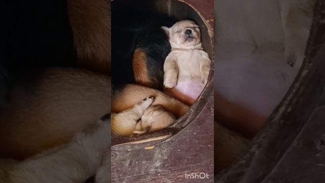 Все щенки как щенки, а я - царь!