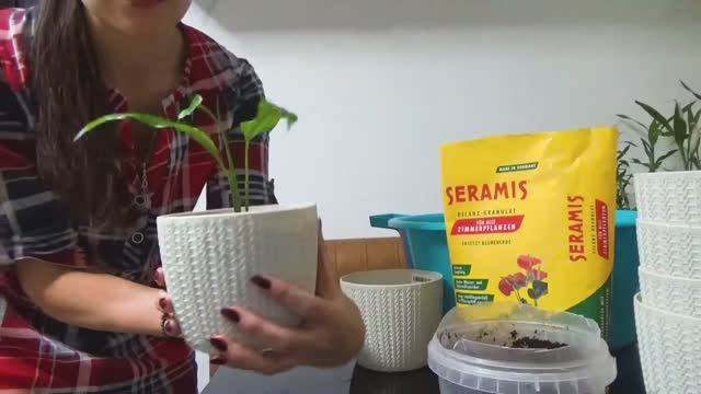 Пересаживаю цветы в грунт Seramis