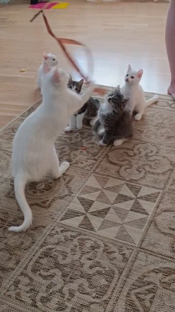 Котятки ищут дом