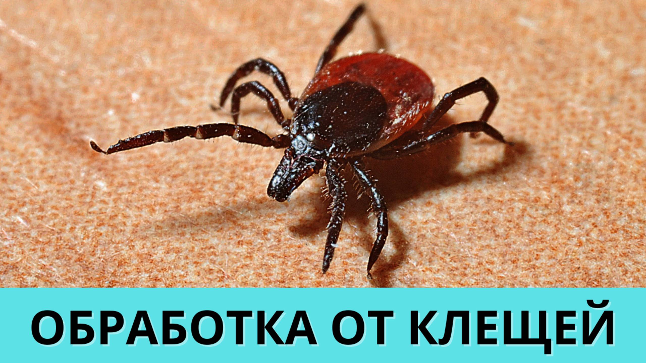 Уничтожение клещей на участке