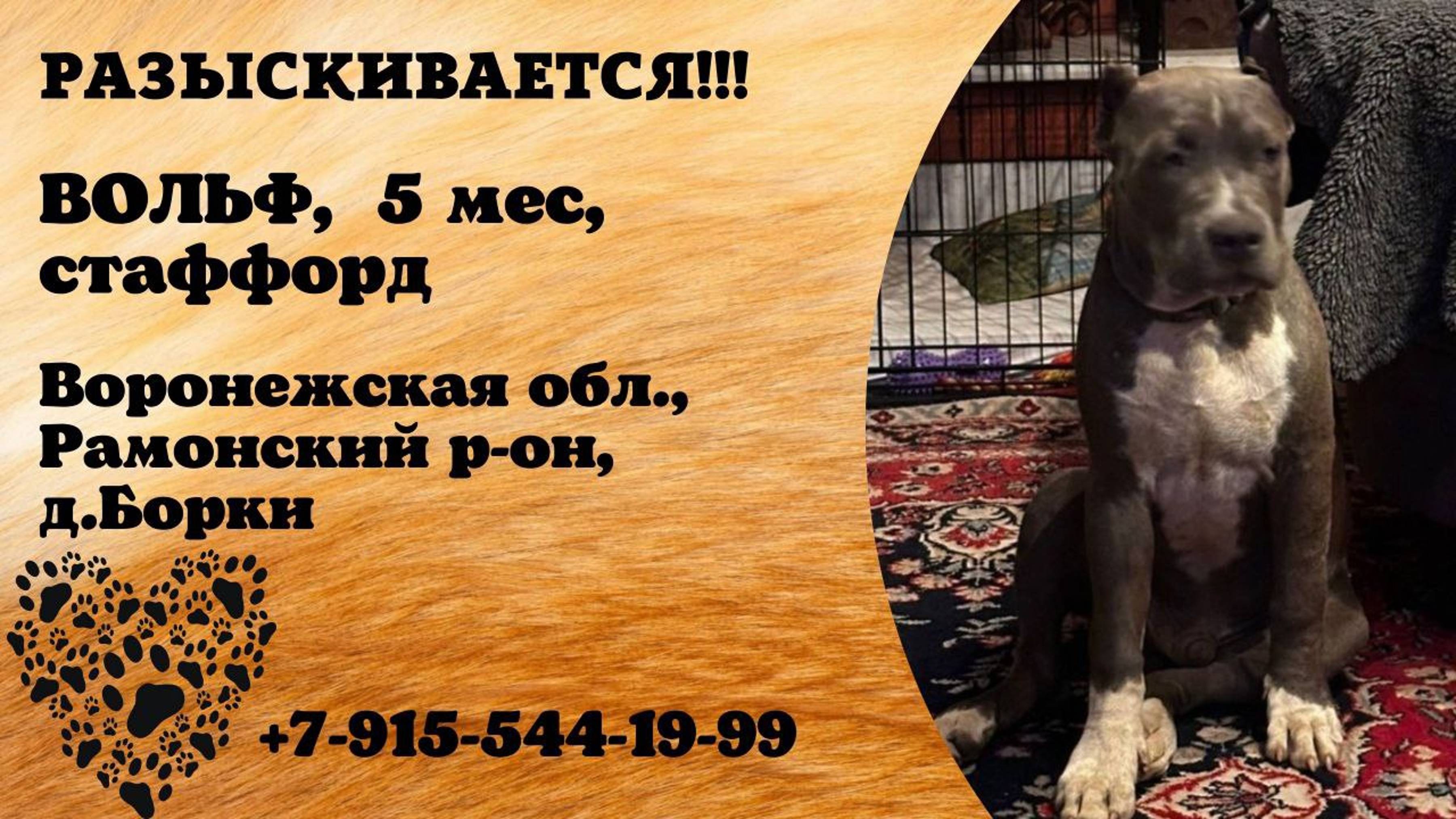Пропала собака! ВОЛЬФ. 5 месяцев. Стаффорд. Воронежская обл, Рамонский р-он, д. Борки