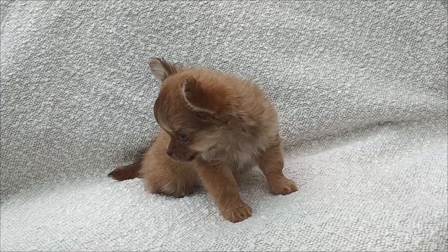 Вук. Мини мальчик чихуахуа.