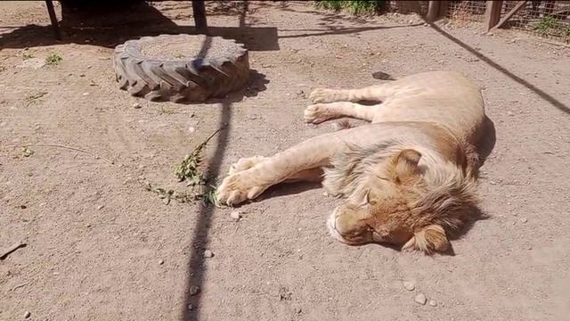 Полуденная дрема. Видео от опекуна Светланы