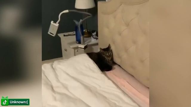 Смешные видео с кошками и милыми котенками -Постарайтесь не смеяться