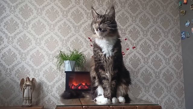Мейн-кун🐯 История аборигенной породы 🐅 🌲